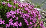 40 Tra i macereti del Mandrone  fioriture di Silene a cuscinetto Silena acaulis)